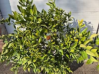 Mandarijnenboom xl - citrus reticulata - hoogte ca. 180 cm - afbeelding 2 van  3