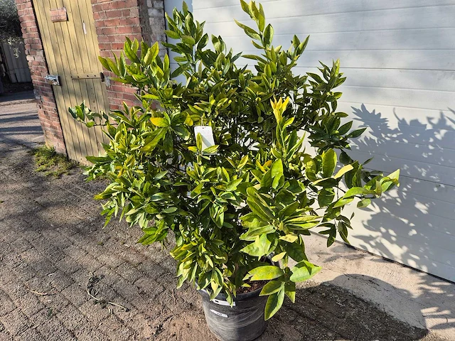 Mandarijnenboom xl - citrus reticulata - hoogte ca. 180 cm - afbeelding 3 van  3