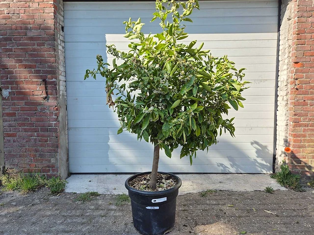 Mandarijnenboom xl - citrus reticulata - hoogte ca. 180 cm - afbeelding 1 van  4