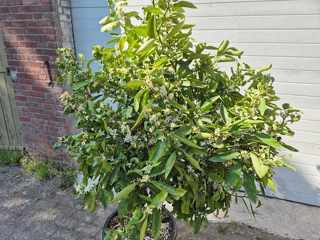 Mandarijnenboom xl - citrus reticulata - hoogte ca. 180 cm - afbeelding 2 van  4