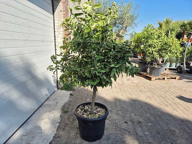 Mandarijnenboom xl - citrus reticulata - hoogte ca. 180 cm - afbeelding 3 van  4