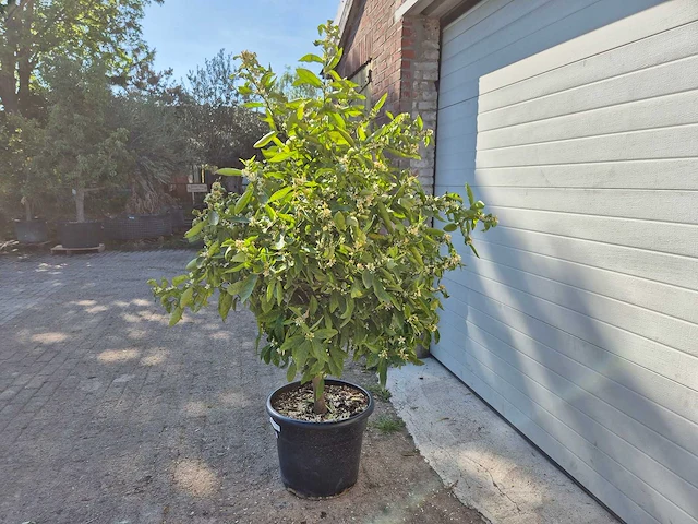 Mandarijnenboom xl - citrus reticulata - hoogte ca. 180 cm - afbeelding 4 van  4