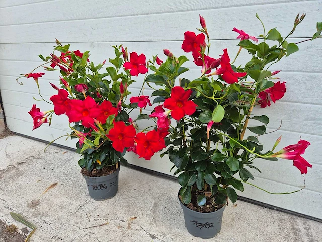 Mandeville mix - dipladenia piramide mix - hoogte ca. 40cm (2x) - afbeelding 1 van  3