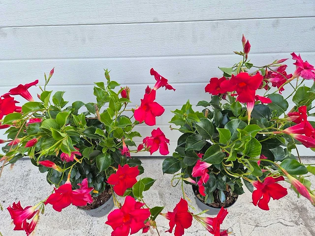 Mandeville mix - dipladenia piramide mix - hoogte ca. 40cm (2x) - afbeelding 2 van  3