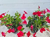 Mandeville mix - dipladenia piramide mix - hoogte ca. 40cm (2x) - afbeelding 2 van  3