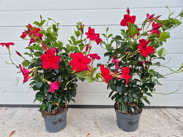 Mandeville mix - dipladenia piramide mix - hoogte ca. 40cm (2x) - afbeelding 3 van  3