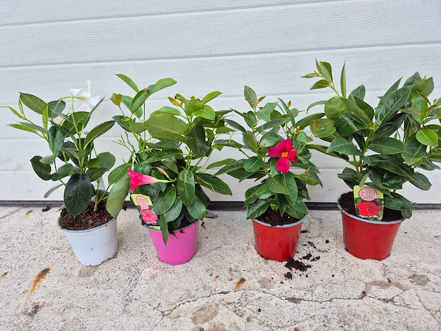 Mandeville mix - dipladenia rio - hoogte ca. 40cm (4x) - afbeelding 1 van  2