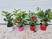 Mandeville mix - dipladenia rio - hoogte ca. 40cm (4x) - afbeelding 1 van  2