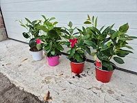 Mandeville mix - dipladenia rio - hoogte ca. 40cm (4x) - afbeelding 2 van  2