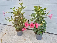 Mandeville mix roze - dipladenia piramide mix - hoogte ca. 40cm (2x) - afbeelding 1 van  3