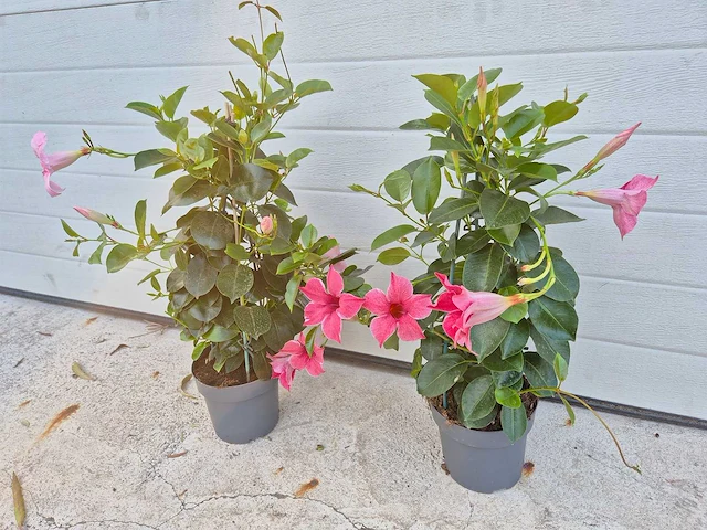 Mandeville mix roze - dipladenia piramide mix - hoogte ca. 40cm (2x) - afbeelding 1 van  3