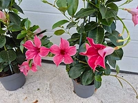 Mandeville mix roze - dipladenia piramide mix - hoogte ca. 40cm (2x) - afbeelding 2 van  3