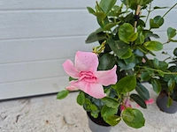 Mandeville mix roze - dipladenia piramide mix - hoogte ca. 40cm (2x) - afbeelding 3 van  3