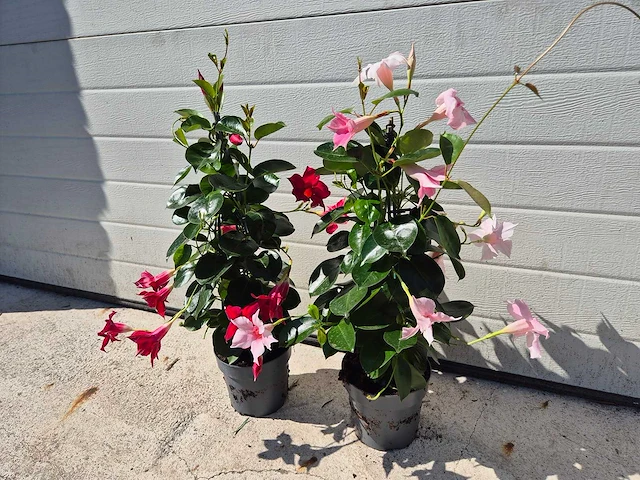 Mandeville mix roze/rood - dipladenia piramide mix - hoogte ca. 40cm (2x) - afbeelding 1 van  3