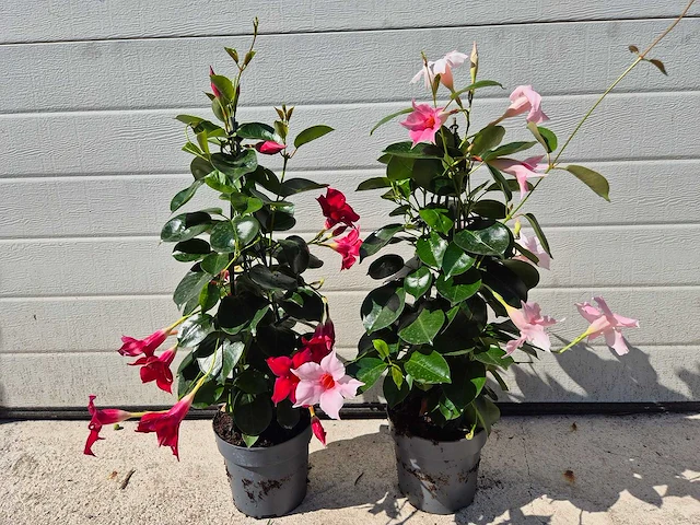 Mandeville mix roze/rood - dipladenia piramide mix - hoogte ca. 40cm (2x) - afbeelding 2 van  3