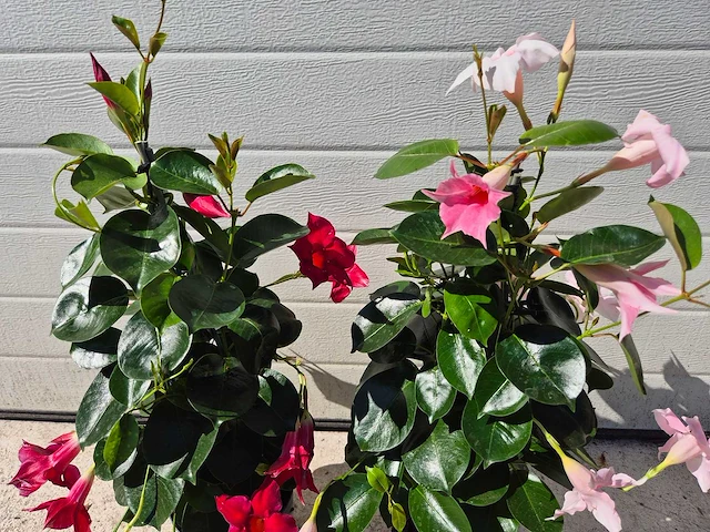 Mandeville mix roze/rood - dipladenia piramide mix - hoogte ca. 40cm (2x) - afbeelding 3 van  3