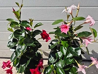 Mandeville mix roze/rood - dipladenia piramide mix - hoogte ca. 40cm (2x) - afbeelding 3 van  3