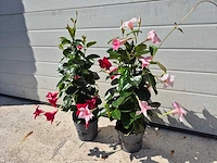 Mandeville mix roze/rood - dipladenia piramide mix - hoogte ca. 40cm (2x) - afbeelding 1 van  3