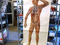 Manshoge anatomiekaart - afbeelding 1 van  5