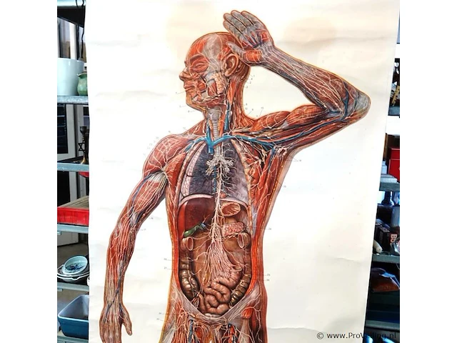 Manshoge anatomiekaart - afbeelding 2 van  5