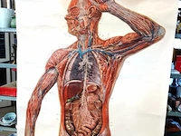Manshoge anatomiekaart - afbeelding 2 van  5