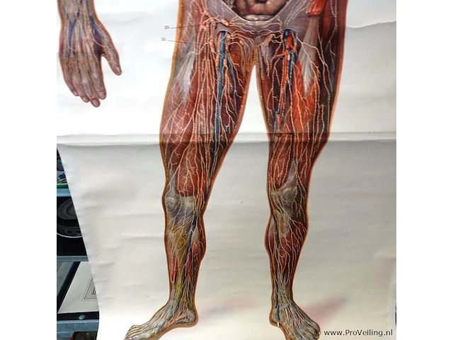Manshoge anatomiekaart - afbeelding 3 van  5