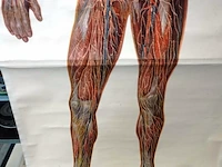Manshoge anatomiekaart - afbeelding 3 van  5