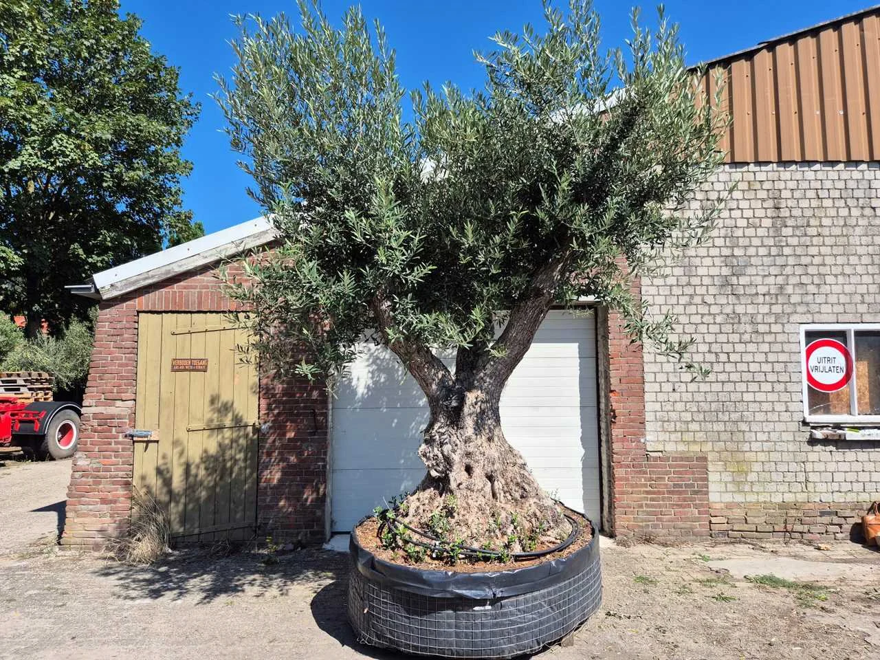 Mediterrane bomen en planten