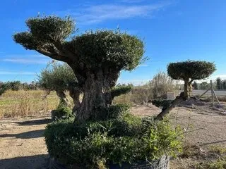 Mediterrane bomen, planten en potten