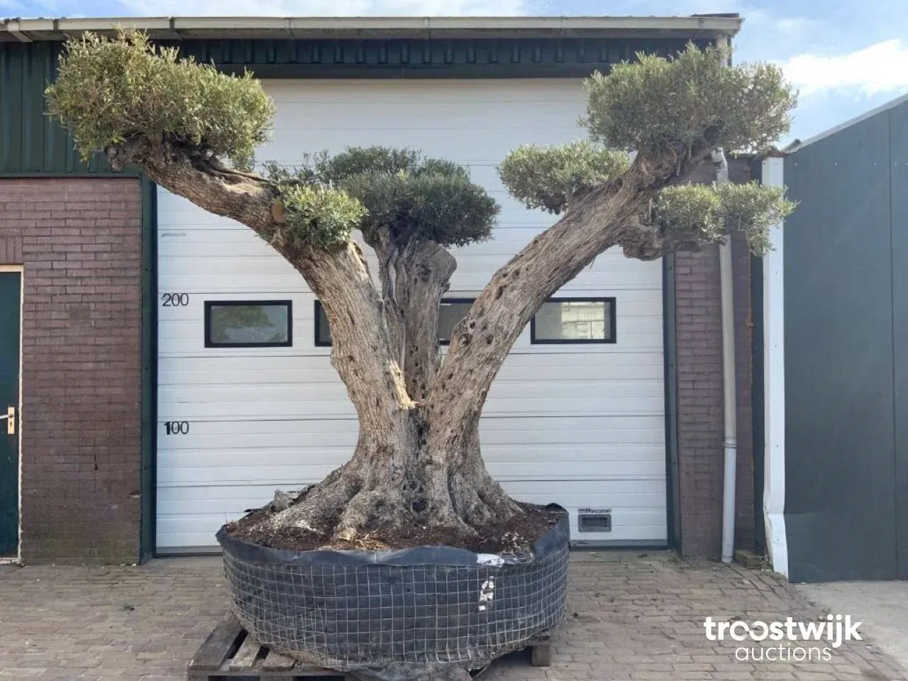Mediterrane bomen