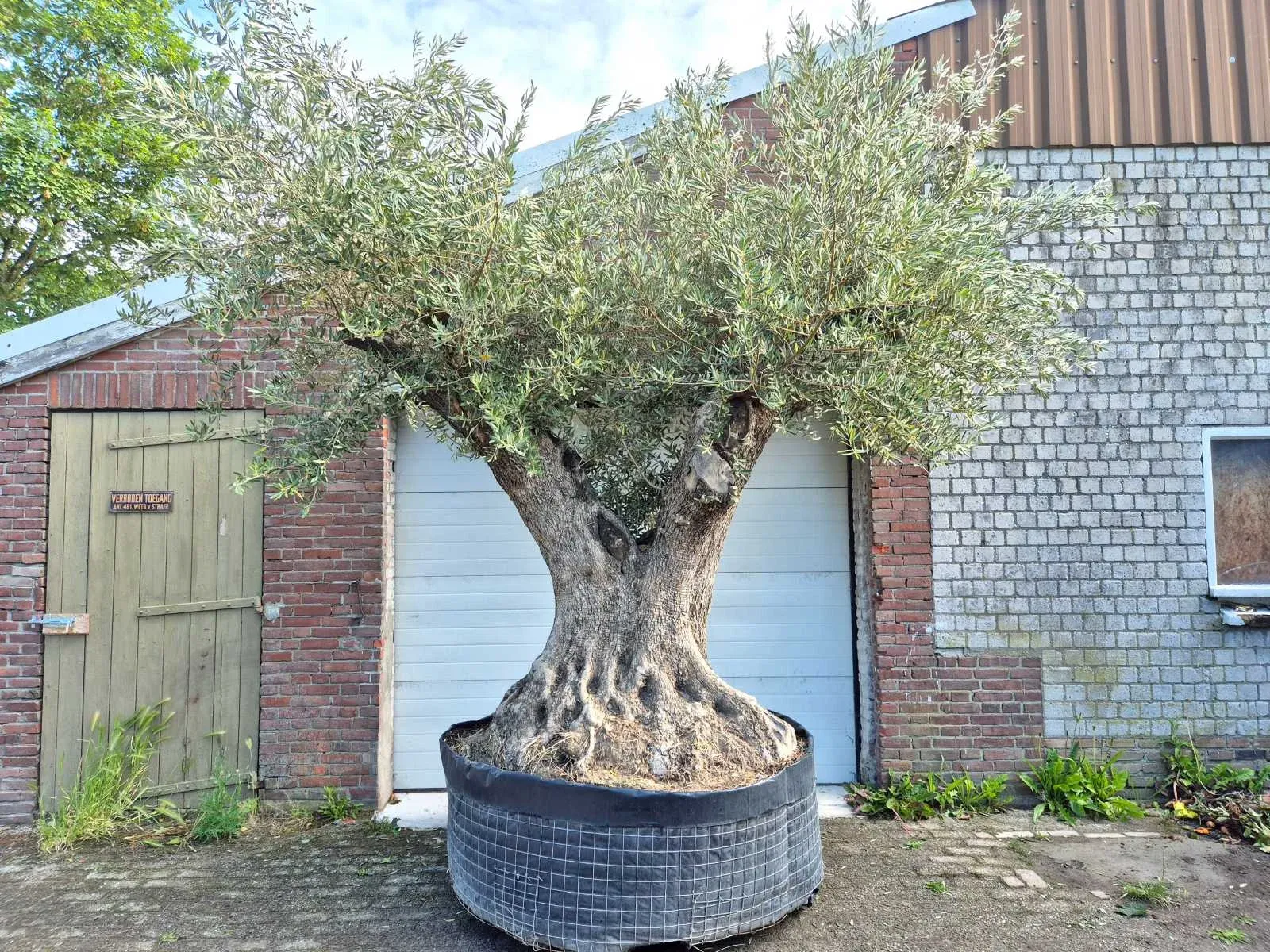Mediterrane olijfbomen, palmen en planten