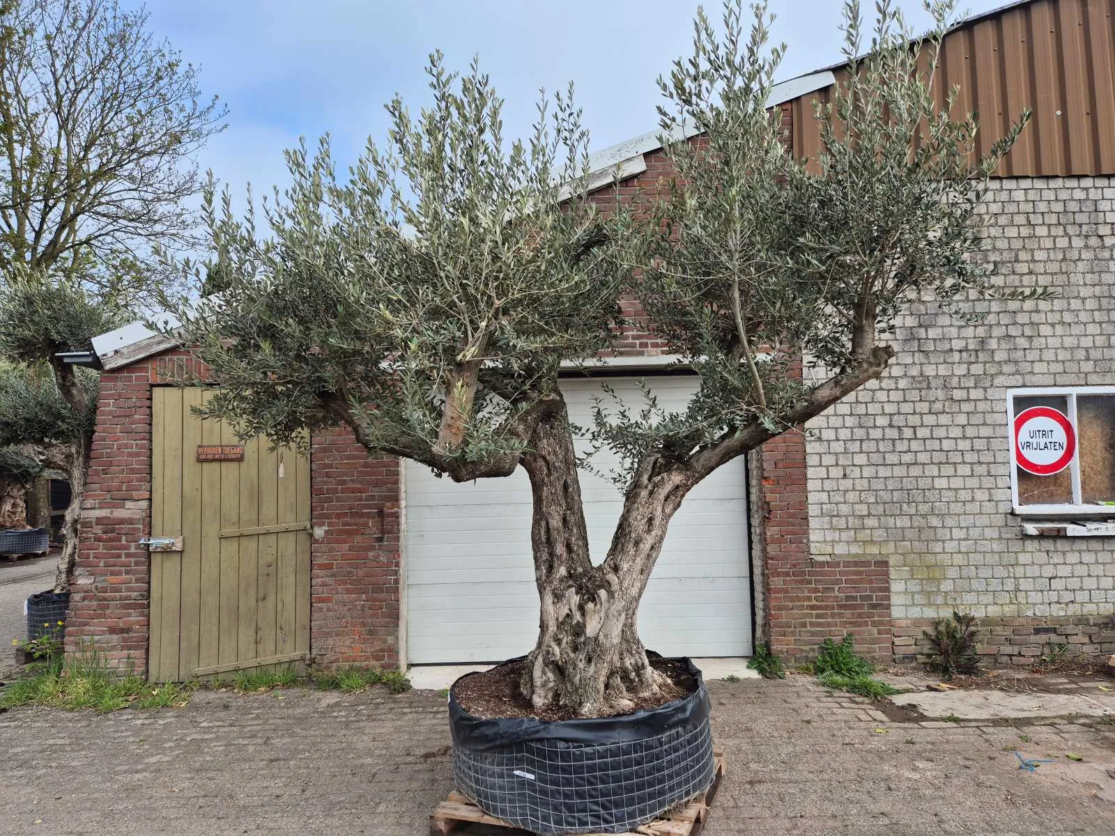 Mediterrane palmen, olijfbomen, fruitbomen en planten