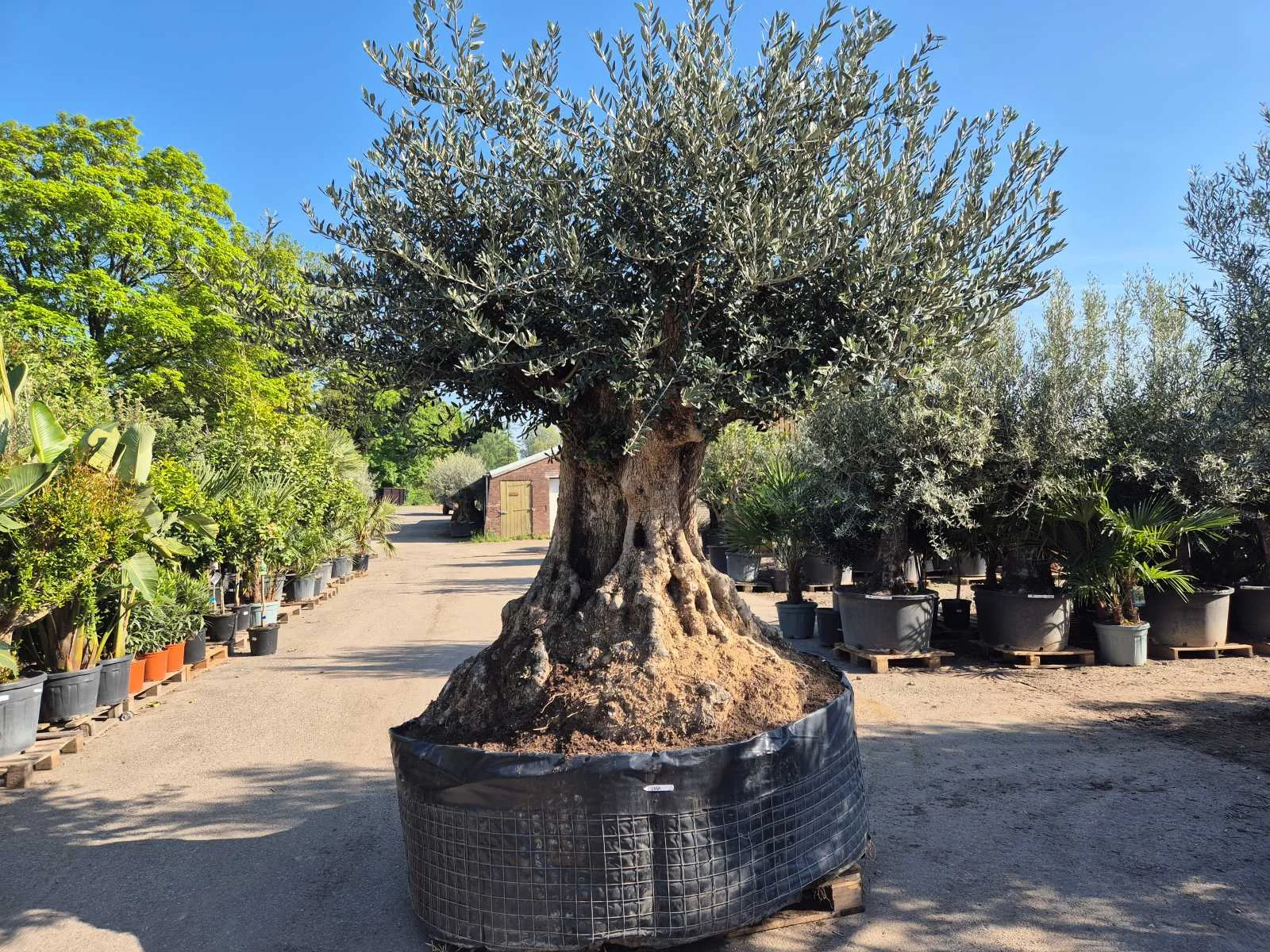 Mediterrane palmen, olijfbomen, fruitbomen en planten