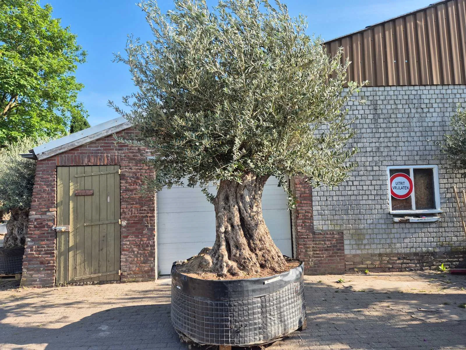 Mediterrane palmen, olijfbomen, fruitbomen en planten