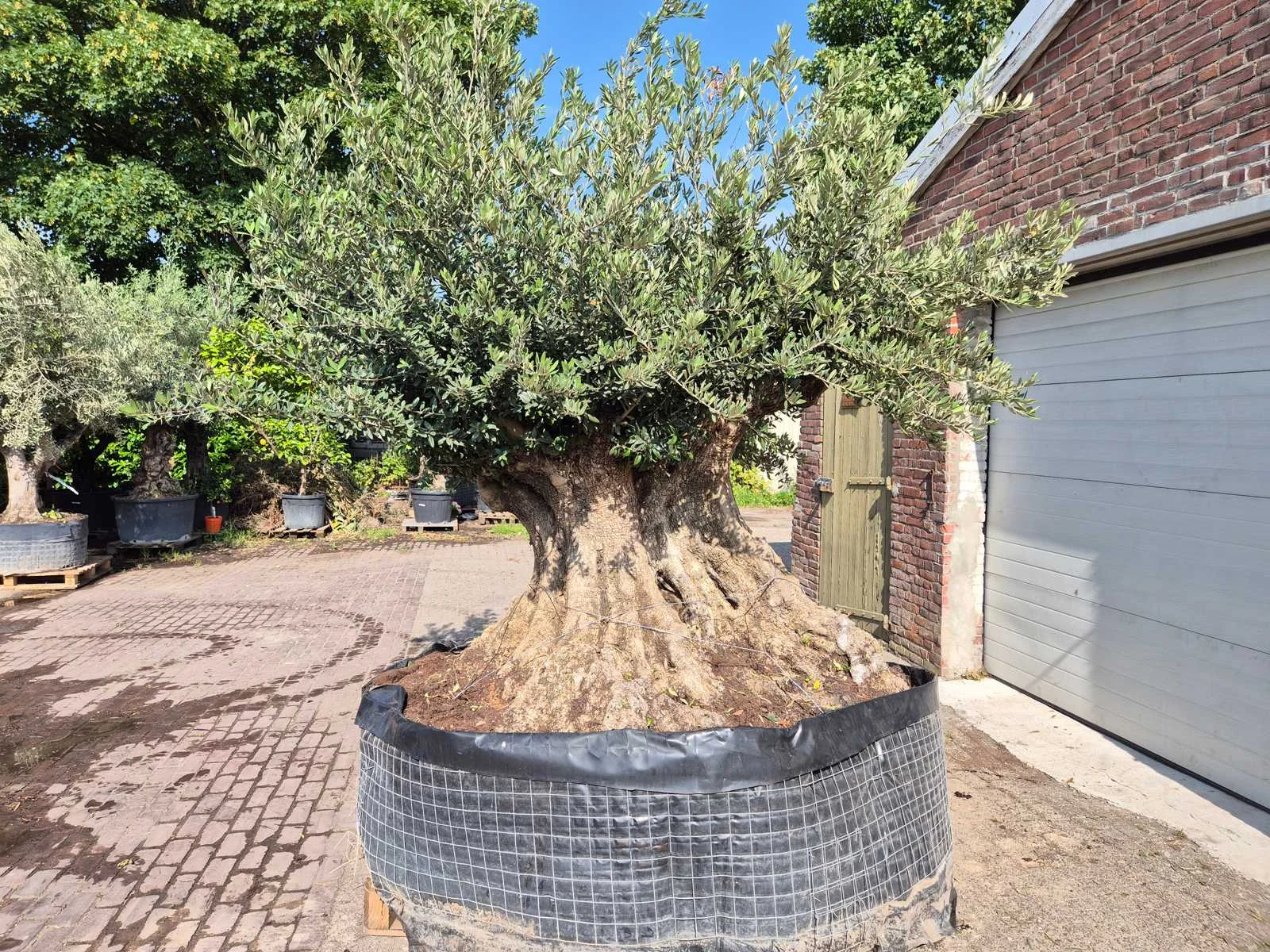 Mediterrane palmen, olijfbomen, fruitbomen en planten