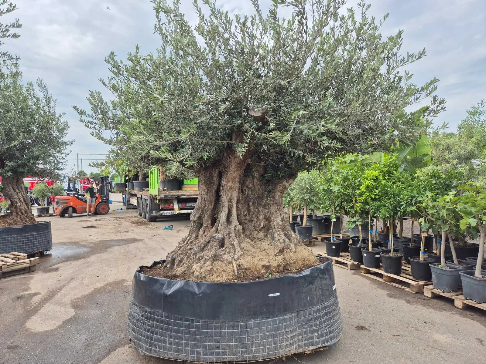 Mediterrane palmen, olijfbomen, fruitbomen en planten
