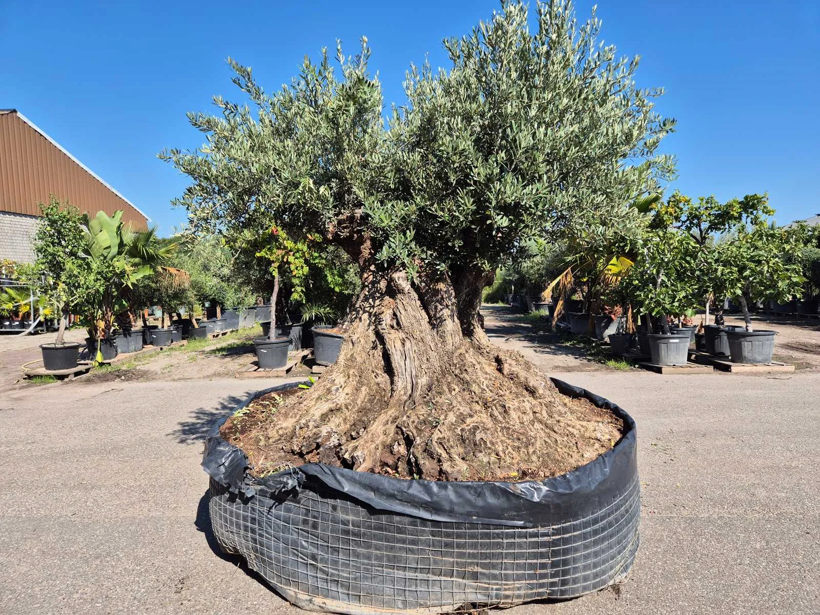 Mediterrane palmen, olijfbomen, fruitbomen en planten