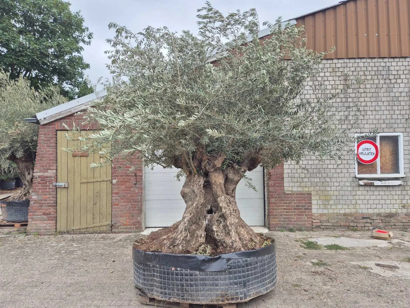 Mediterrane palmen, olijfbomen, fruitbomen en planten