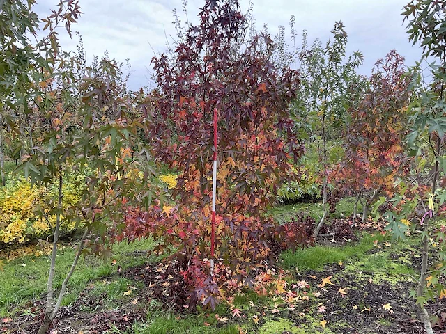 Meerstammige amerikaanse amberboom - liquidambar s. 'worplesdon' (2x) - afbeelding 1 van  5