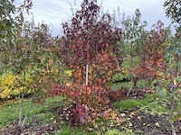 Meerstammige amerikaanse amberboom - liquidambar s. 'worplesdon' (2x)