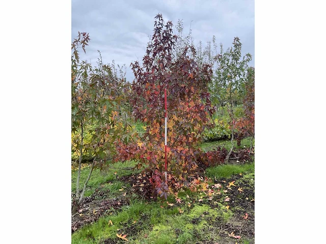 Meerstammige amerikaanse amberboom - liquidambar s. 'worplesdon' (2x) - afbeelding 2 van  5