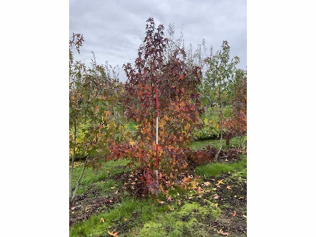 Meerstammige amerikaanse amberboom - liquidambar s. 'worplesdon' (2x) - afbeelding 3 van  5