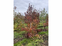 Meerstammige amerikaanse amberboom - liquidambar s. 'worplesdon' (2x) - afbeelding 3 van  5