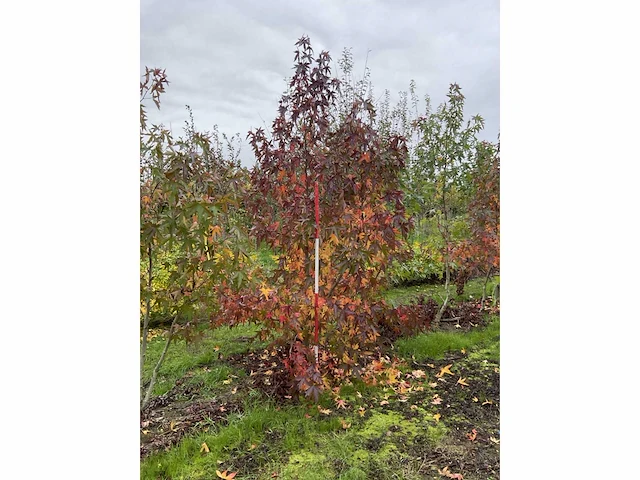 Meerstammige amerikaanse amberboom - liquidambar s. 'worplesdon' (2x) - afbeelding 4 van  5