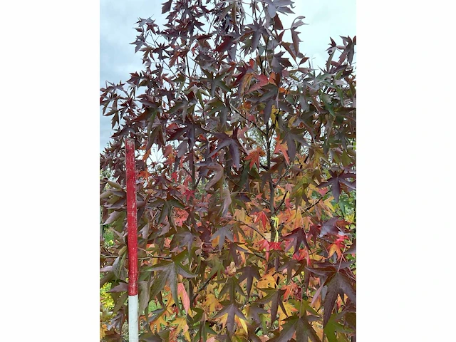 Meerstammige amerikaanse amberboom - liquidambar s. 'worplesdon' (2x) - afbeelding 5 van  5