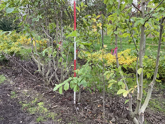 Meerstammige beverboom - magnolia kobus - afbeelding 1 van  4
