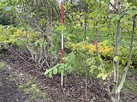 Meerstammige beverboom - magnolia kobus