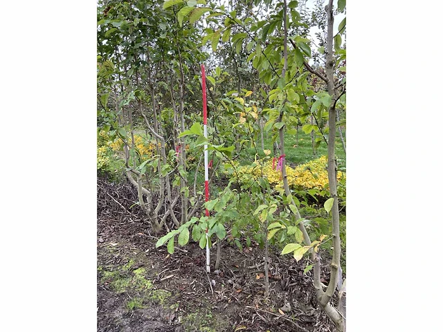 Meerstammige beverboom - magnolia kobus - afbeelding 3 van  4