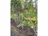 Meerstammige beverboom - magnolia kobus - afbeelding 3 van  4