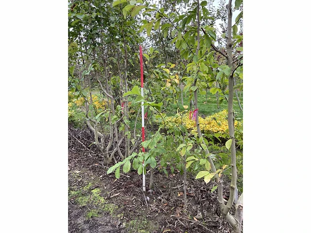 Meerstammige beverboom - magnolia kobus - afbeelding 4 van  4